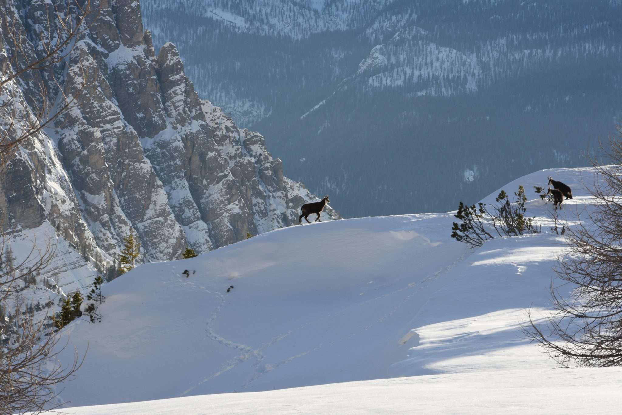 Stambecco sulla neve_inverno_Cortina d'Ampezzo