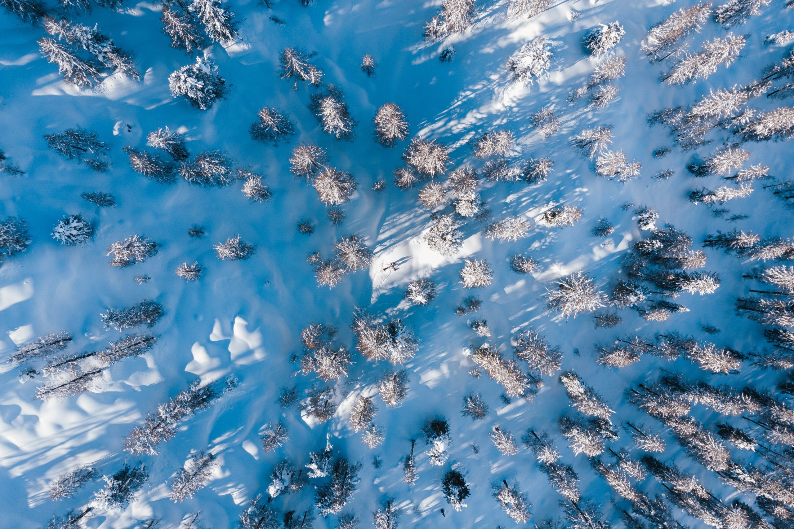 Neve alberi invernoCredits_Riccardo De Conti